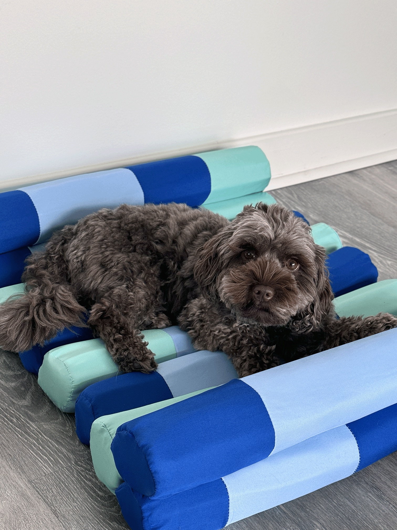 The dog lying across the rolls