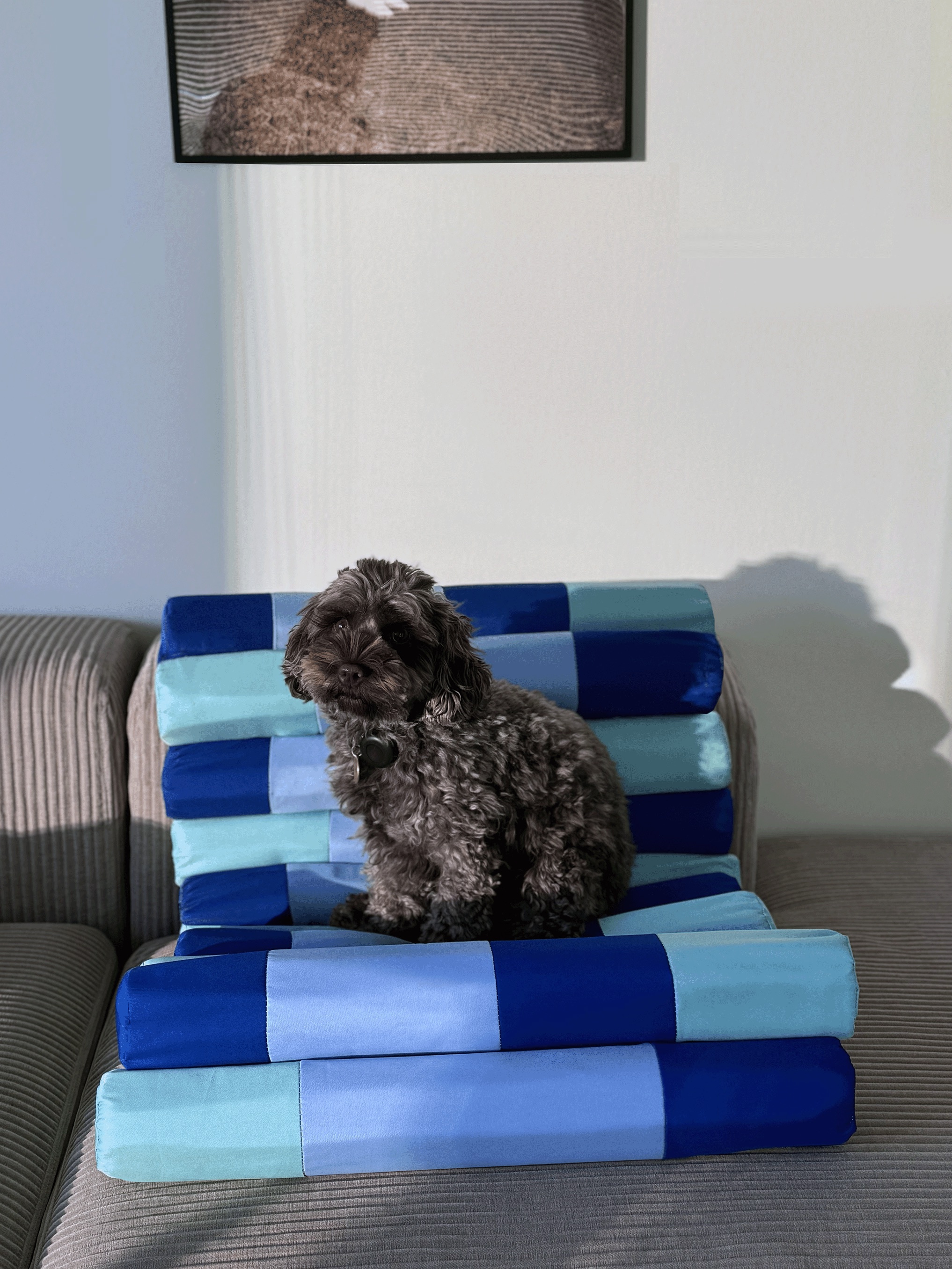 A small grey dog sitting on the bed against a sofa